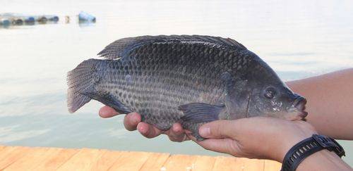 Desenvolvidas novas tecnologias para cultivo de tilápia e algas