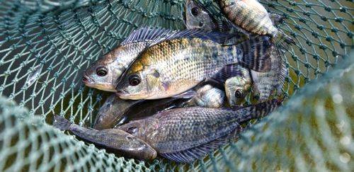 Epagri investe R$ 3,7 milhões e amplia campo de piscicultura em SC