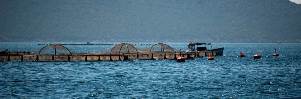 MPA realiza reordenamento e fiscalizações em parques aquícolas em SC