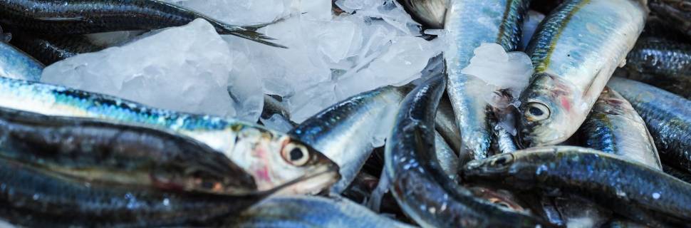Preço do pescado varia 4,30% em setembro, conforme Índice CEAGESP