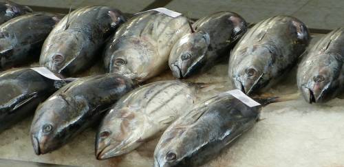 Aumenta a demanda global de atum em lata