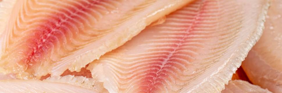 Tarifaço de Trump cria cenários distintos para o pescado brasileiro Tarifaço de Trump cria cenários distintos para o pescado brasileiro