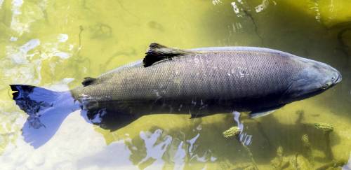 Produção de peixes nativos tem queda em 2021, mas mantém potencial