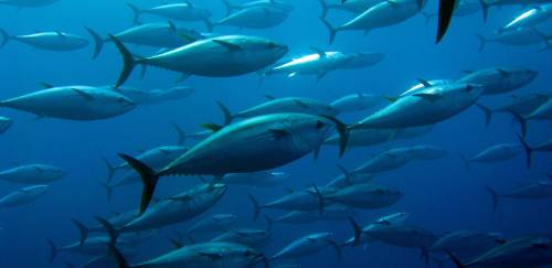 Pesca de atuns e afins: um olhar para o Atlântico Sul