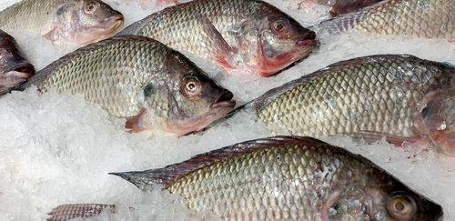 Paraná e Santa Catarina reforçam barreiras contra a tilápia do Vietnã