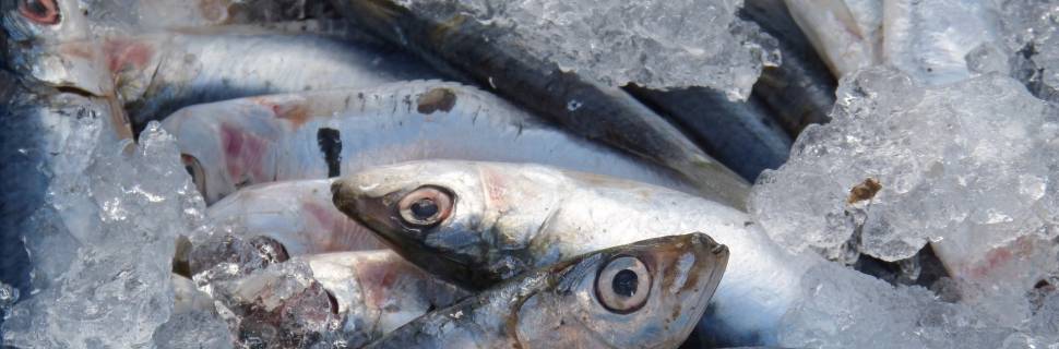 Inflação do pescado em janeiro ficou acima da média do Índice Ceagesp