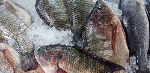 Projeto de Lei propõe proibição da importação de tilápia no Brasil