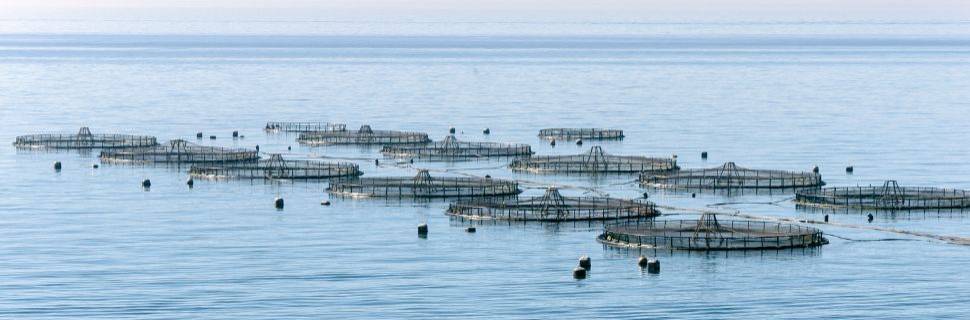 MPA divulga novo prazo para aquicultores entregarem o RAP MPA divulga novo prazo para aquicultores entregarem o RAP