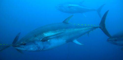 FAO divulga avaliação global sobre estoque de peixes marinhos 