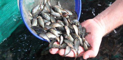 Normas para uso da água na criação de peixes são simplificadas no PR