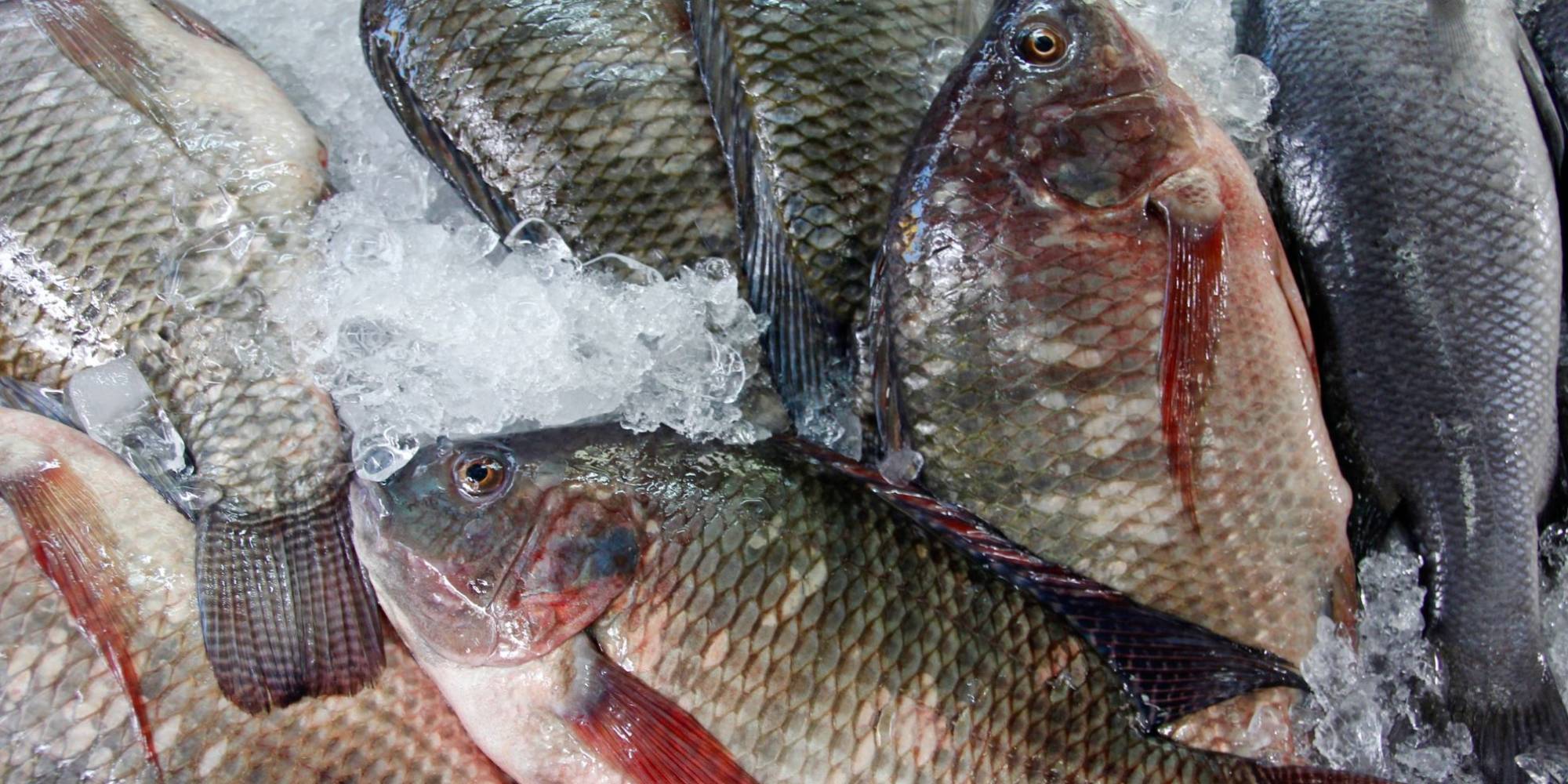 CNA e PeixeBR criticam nova portaria sobre transporte de pescado