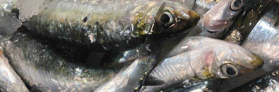 Mudança no defeso da sardinha: oportunidade ou risco?
