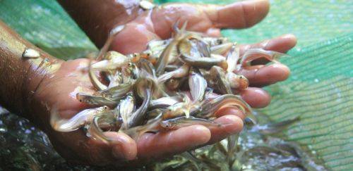 Protocolos de sanidade na alevinagem e a relação na cadeia produtiva