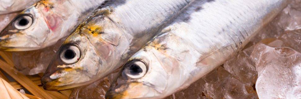 Índice de preços CEAGESP caiu 3,31% em dezembro; pescado subiu 3,17%