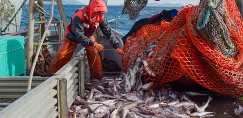 Peixes Selvagens do Alasca: compromisso, qualidade e sustentabilidade