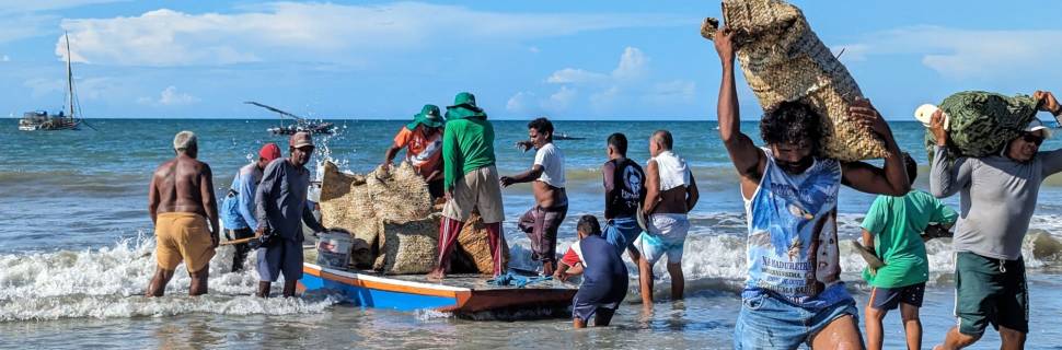 Lagosta: quebra do tabu na captura e modernização da política de pesca