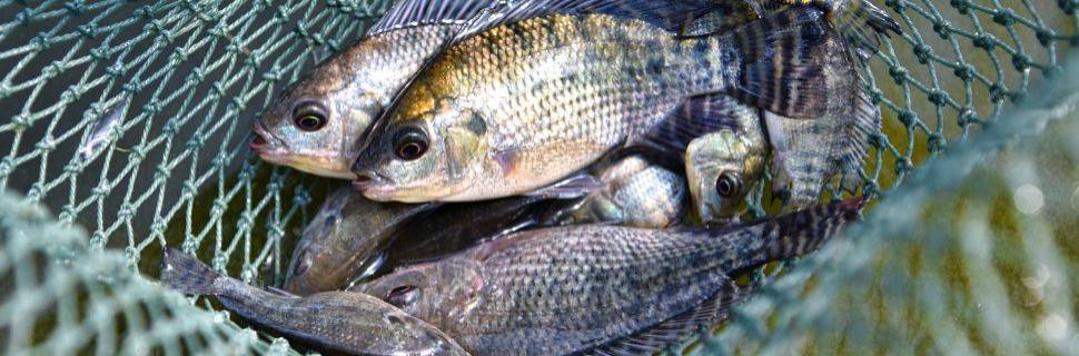 Brazilian Fish anuncia tilápia editada geneticamente para desempenho