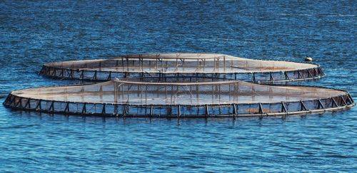 Aquicultura sustentável em águas da União é tema de workshop 