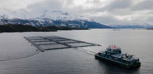 Salmão do Atlântico e coho: a rota de expansão das espécies no Brasil Salmão do Atlântico e coho: a rota de expansão das espécies no Brasil