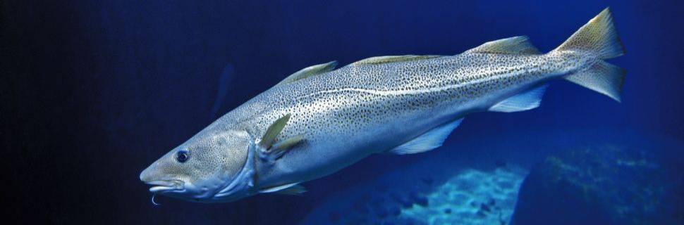 >UE, Noruega e Reino Unido reduzem cotas no Mar do Norte para 2026 UE, Noruega e Reino Unido reduzem cotas no Mar do Norte para 2026