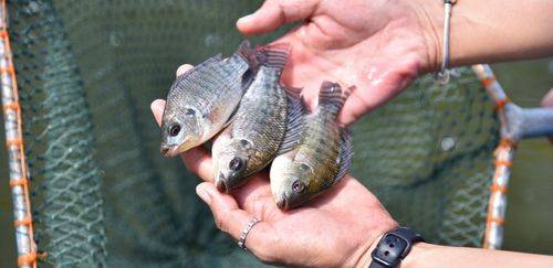 SP amplia limite diário de produção artesanal de pescado