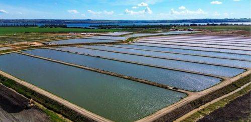 GTF investe R$ 120 milhões para liderar mercado de tilápias no Brasil