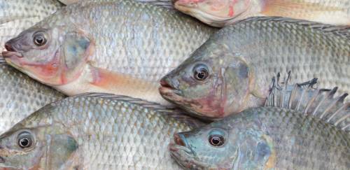 Exportações de tilápia do Brasil sob pressão com nova tarifa dos EUA