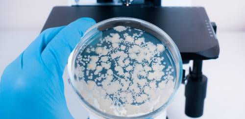 Saiba mais sobre as principais análises laboratoriais em pescado