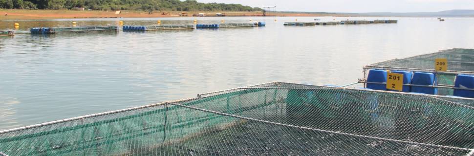 Anuário PeixeBR: Piscicultura segue em expansão e soma 968,7 mil t