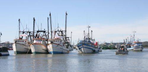 Santa Catarina lança plataforma digital com dados do setor de pescado 