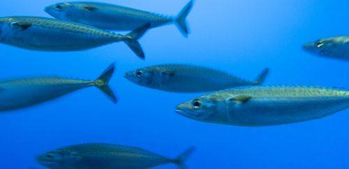 Más sementes, frutos ruins