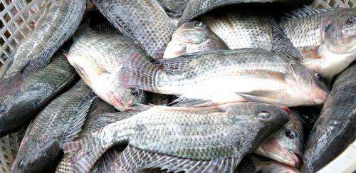 Inédito: importações de tilápia superam exportações brasileiras  