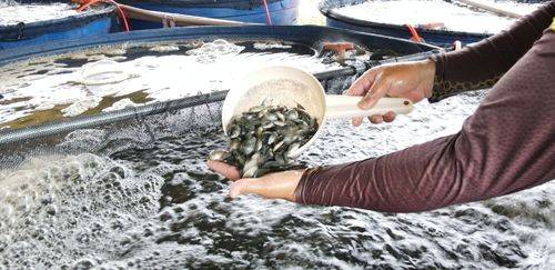 Produção de tilápia no Brasil cresce 6,83% e supera 707 mil toneladas