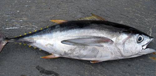 Prime Seafood vai construir fábrica de processamento de atum e lagosta