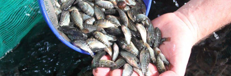 MPA prorroga prazo para atualização de licenças de aquicultores