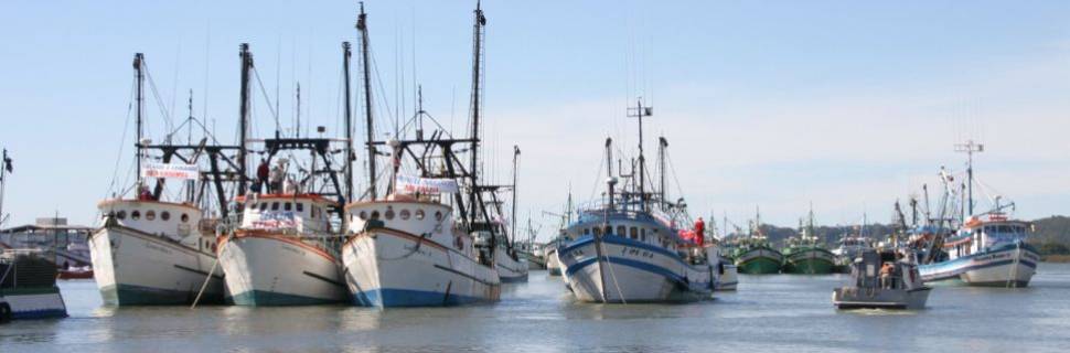 Santa Catarina lança plataforma digital com dados do setor de pescado 