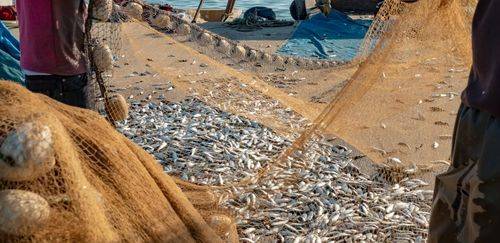 Metais pesados em pescado extrativo: riscos e estratégias para a saúde Metais pesados em pescado extrativo: riscos e estratégias para a saúde