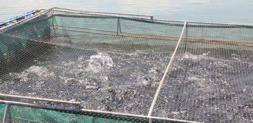 Larvas desidratadas de BSF: nova tendência na aquicultura brasileira Larvas desidratadas de BSF: nova tendência na aquicultura brasileira