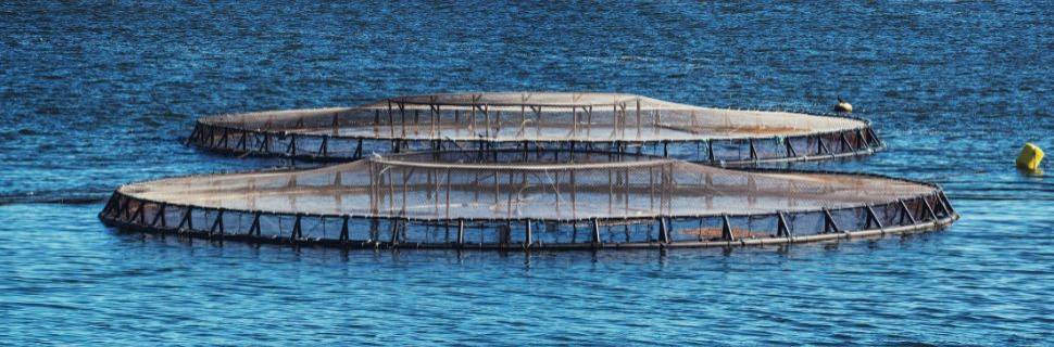 Aquicultura sustentável em águas da União é tema de workshop 