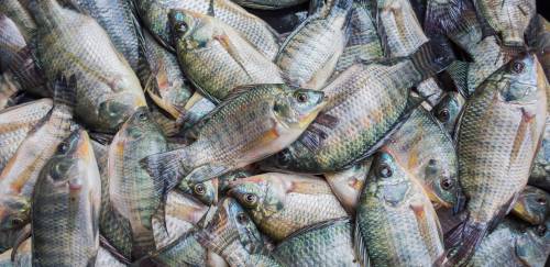 Lei paraguaia avança sobre cultivo de tilápia em Itaipu