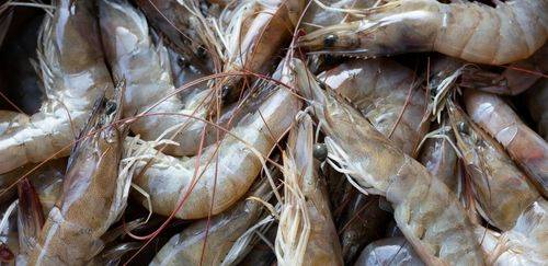 PPM 2024: produção de camarão bate recorde com 146,8 mil ton. em 2024