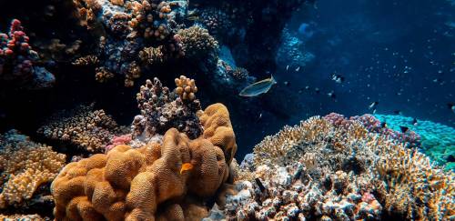 Recifes de corais do Oceano Índico podem entrar em colapso em 50 anos