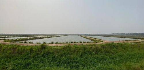 Piscicultura nacional ultrapassa 1 milhão de toneladas em 2025