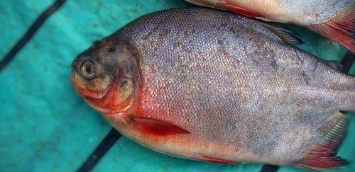 Tocantins registra alta de 31% na piscicultura e mira o Top 5 nacional