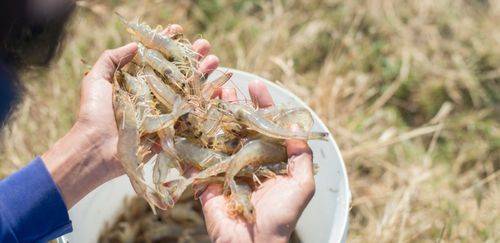 Carcinicultura nacional: é hora de correr para não perder o bonde Carcinicultura nacional: é hora de correr para não perder o bonde
