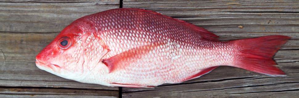 Portaria do MPA atualiza autorizações e embarcações na pesca do pargo