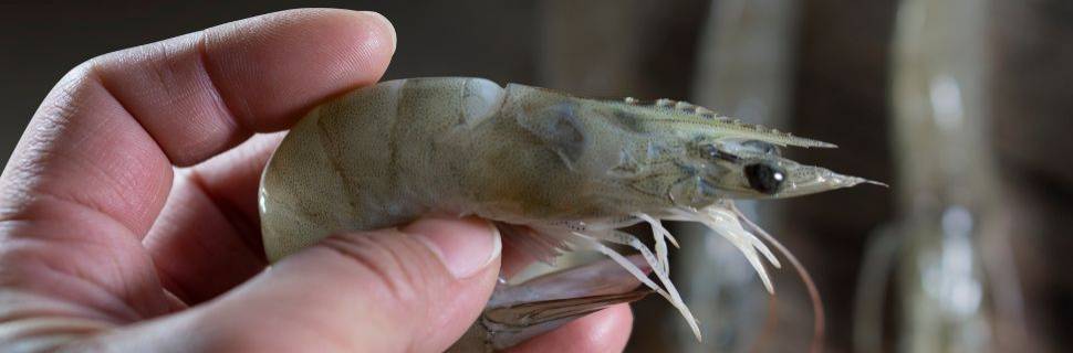 A fórmula da Aquacrusta/Sabores da Costa que fortalece o camarão no CE