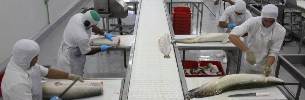 Mapa avança em IA: impacto regulatório e mudanças no setor alimentício Mapa avança em IA: impacto regulatório e mudanças no setor alimentício