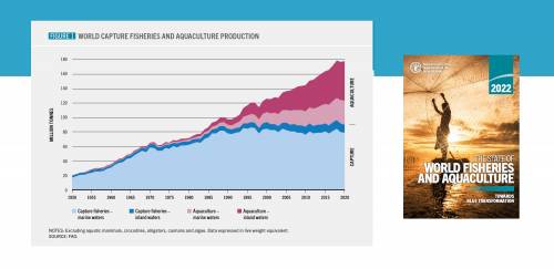 FAO/Sofia 2022: produção global da aquicultura cresce e capturas caem