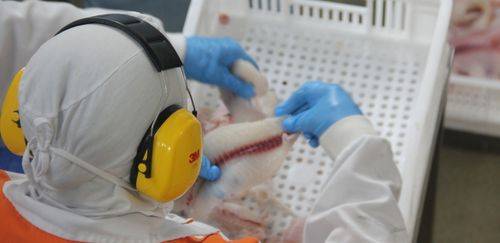 Auditoria da UE pode reabrir mercado ao pescado brasileiro em 2026